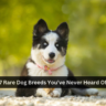 7 Rare Dog Breeds You’ve Never Heard Of