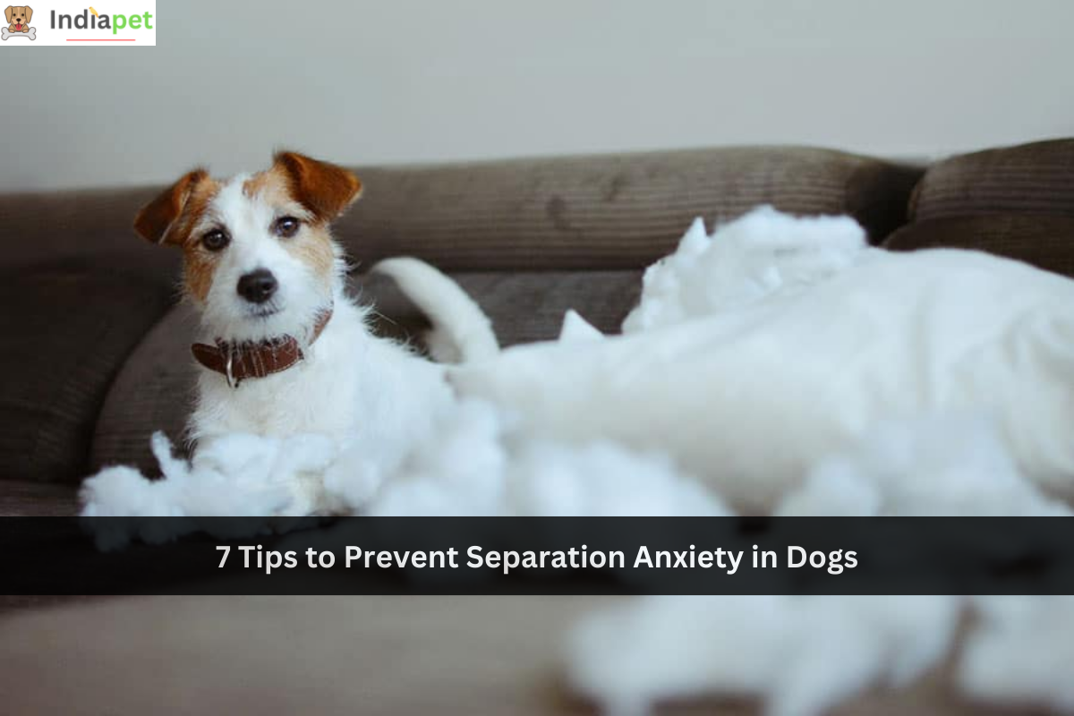 7 Tips to Prevent Separation Anxiety in Dogs