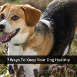 7 Ways To Keep Your Dog Healthy