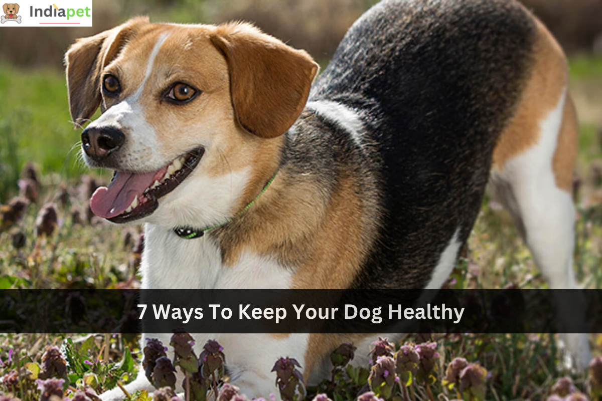 7 Ways To Keep Your Dog Healthy