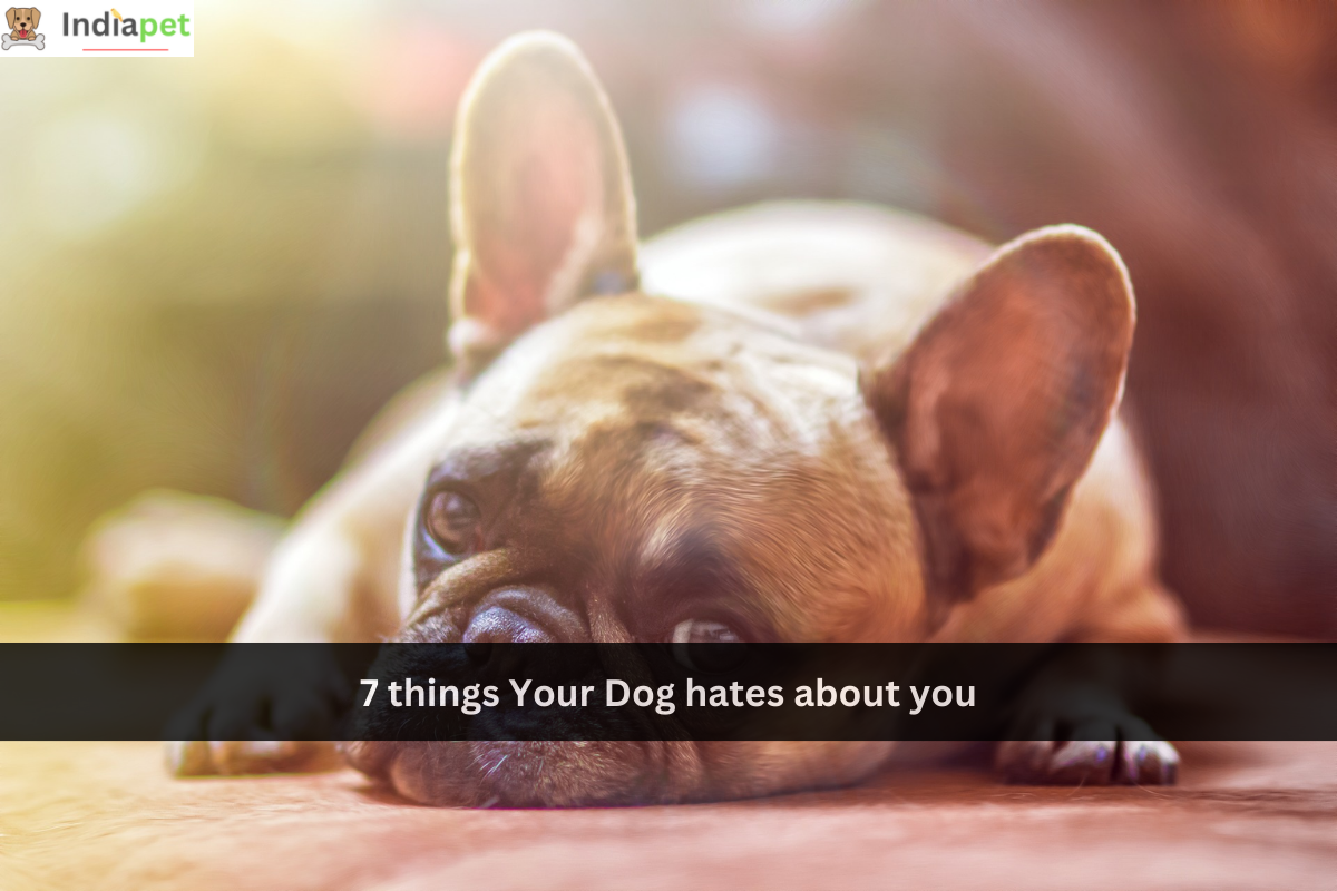 7 things Your Dog hates about you