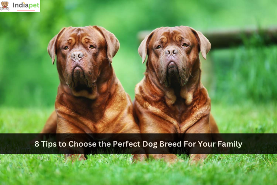 8 Tips to Choose the Perfect Dog Breed For Your Family