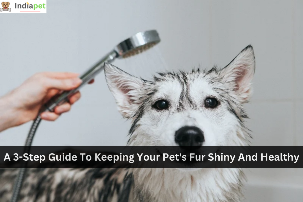 A 3-Step Guide To Keeping Your Pet's Fur Shiny And Healthy