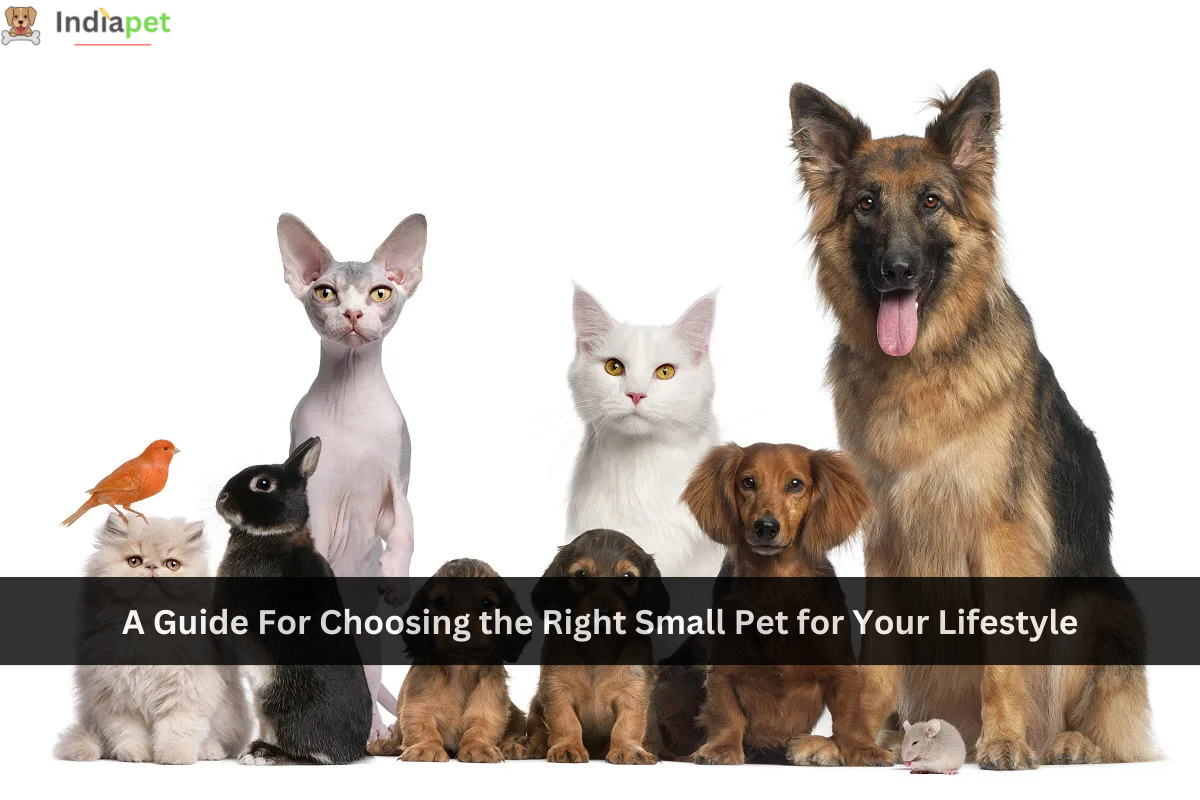 A Guide For Choosing the Right Small Pet for Your Lifestyle