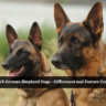 Alsatian VS German Shepherd Dogs - Differences and Feature Comparison