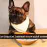 Can Dogs Eat Oatmeal? Know quick answer