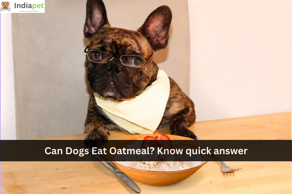 Can Dogs Eat Oatmeal? Know quick answer