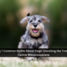 Debunking 7 Common Myths About Dogs Unveiling the Truths Behind Canine Misconceptions