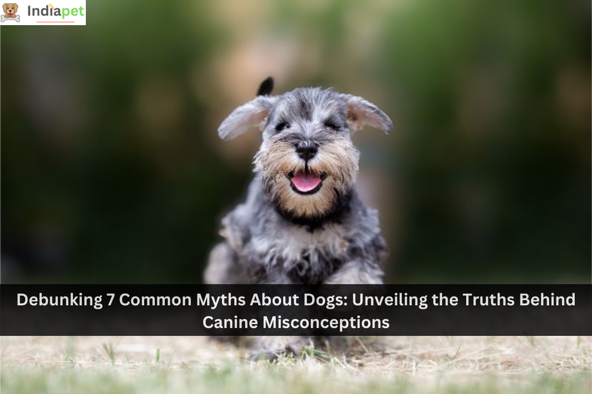 Debunking 7 Common Myths About Dogs Unveiling the Truths Behind Canine Misconceptions