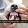 Dental Problems Dogs Encounter Across The Years