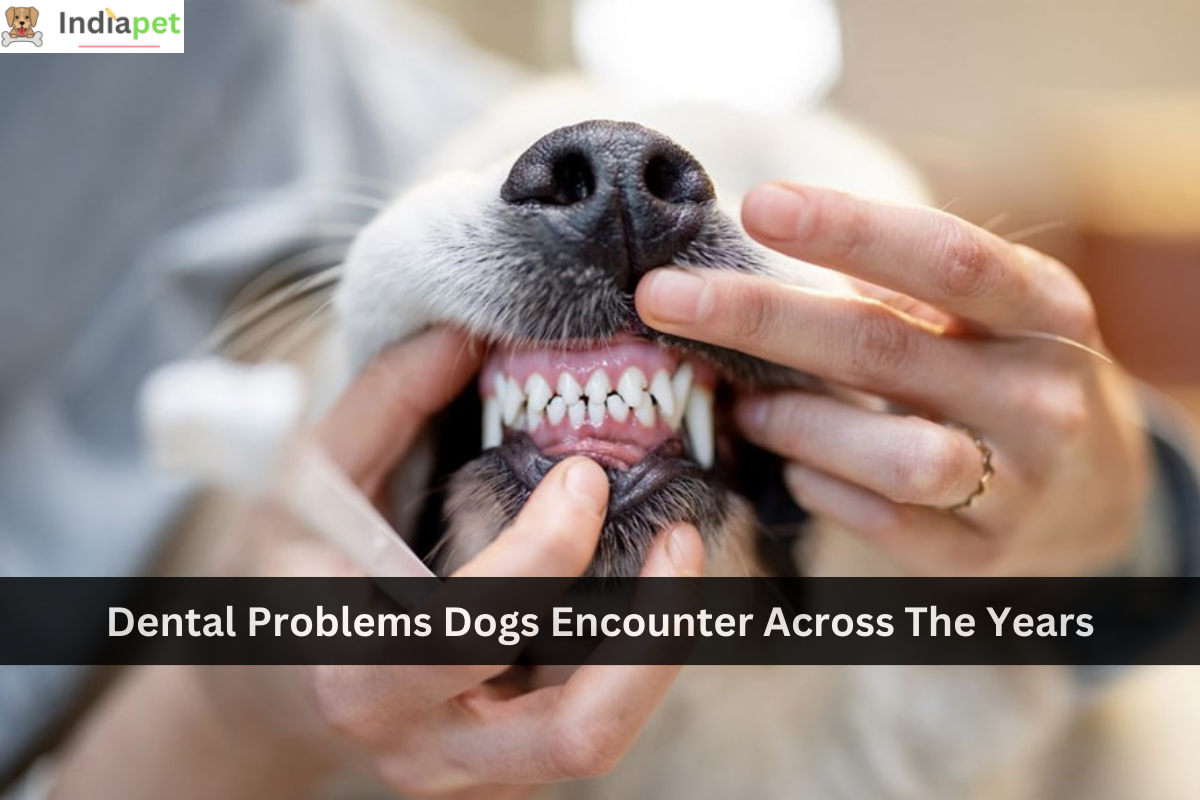 Dental Problems Dogs Encounter Across The Years