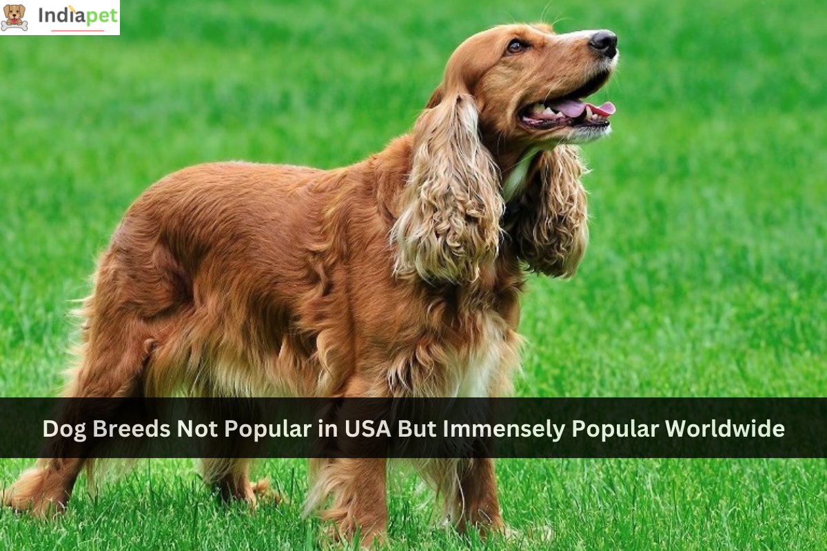 Dog Breeds Not Popular in USA But Immensely Popular Worldwide