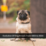 Evolution Of Dog Breeds From 1915 to 2015