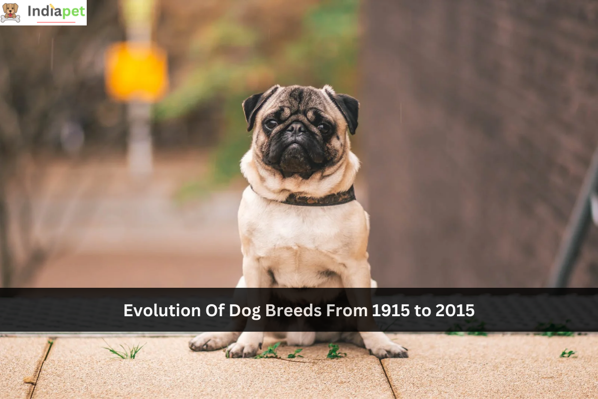 Evolution Of Dog Breeds From 1915 to 2015