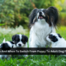 How And When To Switch From Puppy To Adult Dog Food