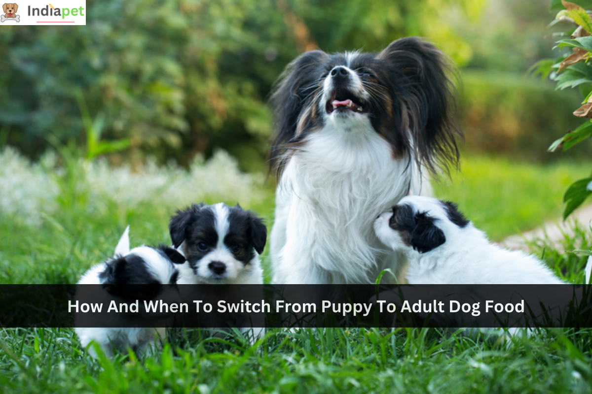 How And When To Switch From Puppy To Adult Dog Food