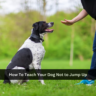 How To Teach Your Dog Not to Jump Up