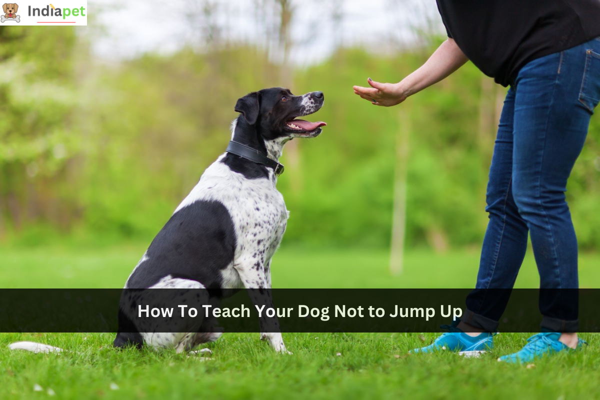 How To Teach Your Dog Not to Jump Up