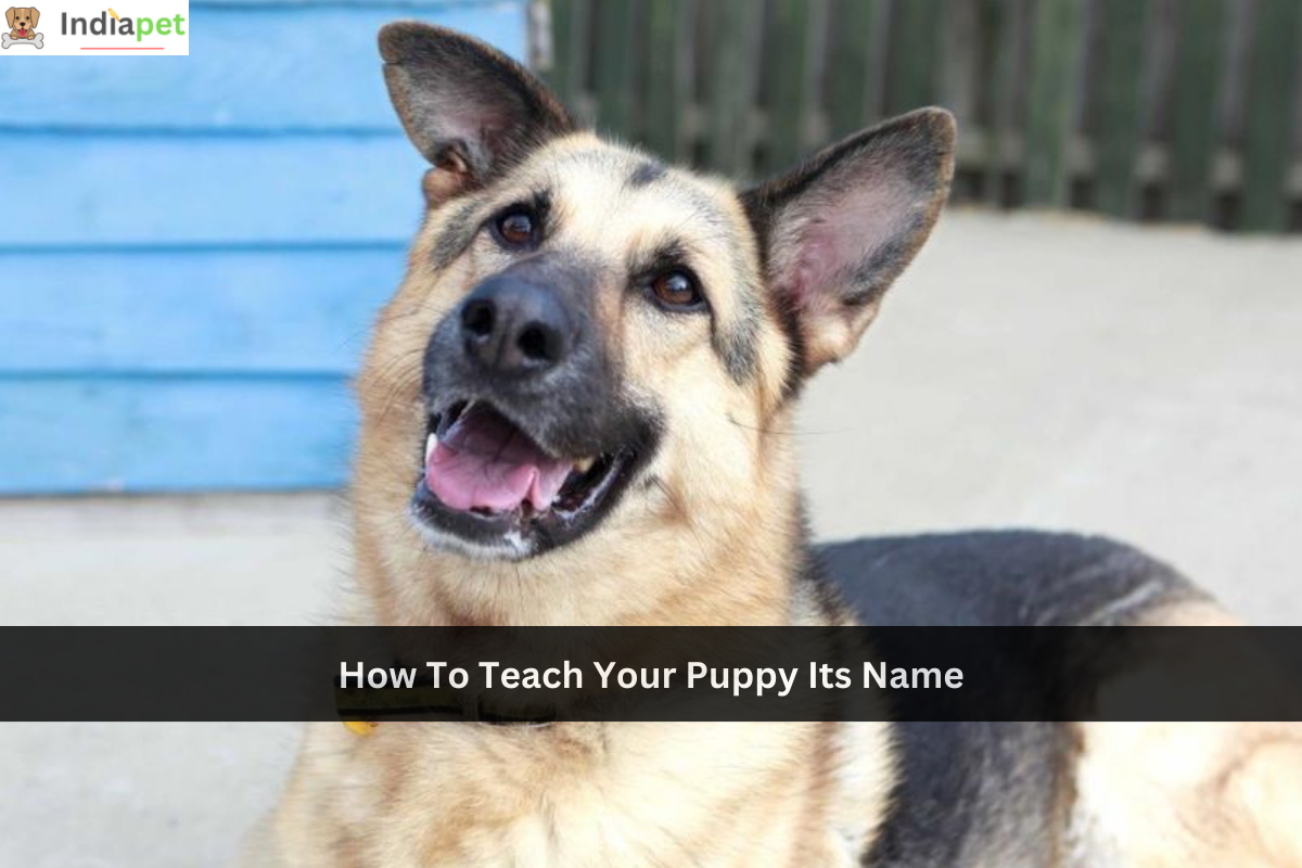 How To Teach Your Puppy Its Name