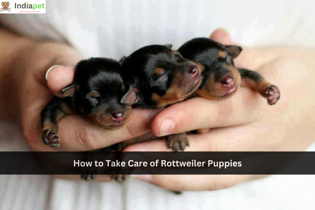 How to Take Care of Rottweiler Puppies