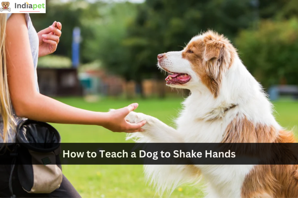 How to Teach a Dog to Shake Hands