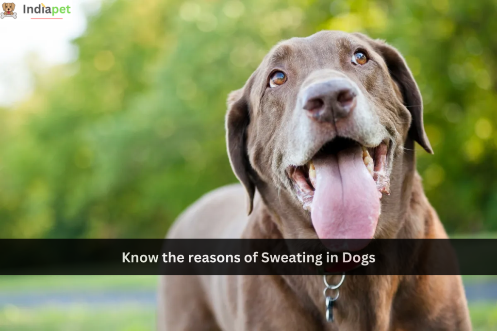 Know the reasons of Sweating in Dogs