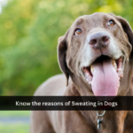 Know the reasons of Sweating in Dogs