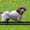 Know the tips for Training The German Shorthaired Pointer