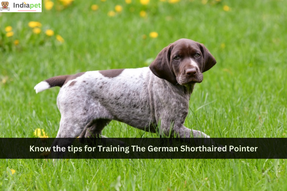 Know the tips for Training The German Shorthaired Pointer