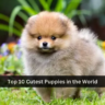 Top 10 Cutest Puppies in the World