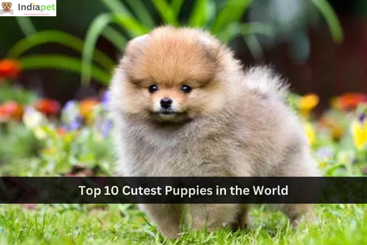 Top 10 Cutest Puppies in the World