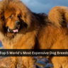 Top 5 World's Most Expensive Dog Breeds