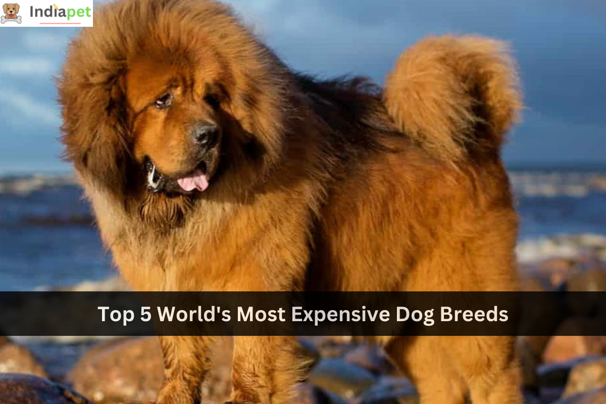 Top 5 World's Most Expensive Dog Breeds