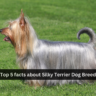 Top 5 facts about Silky Terrier Dog Breed