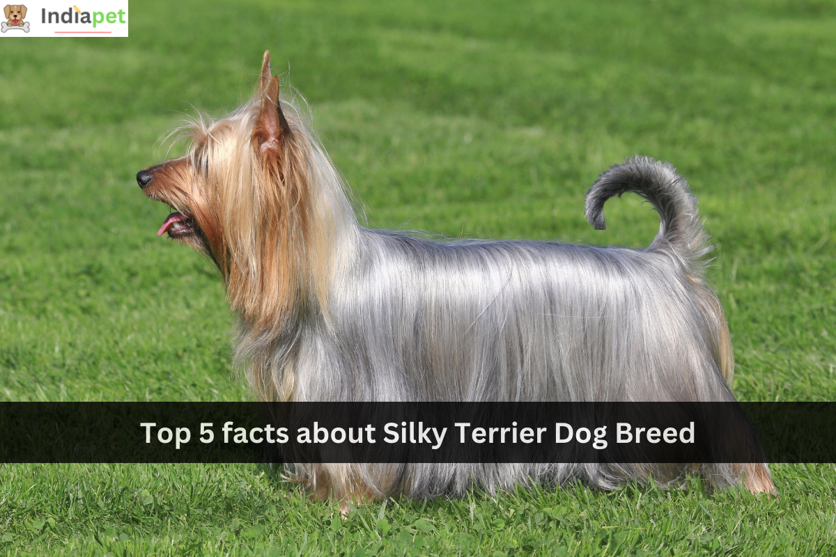 Top 5 facts about Silky Terrier Dog Breed