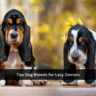 Top Dog Breeds for Lazy Owners