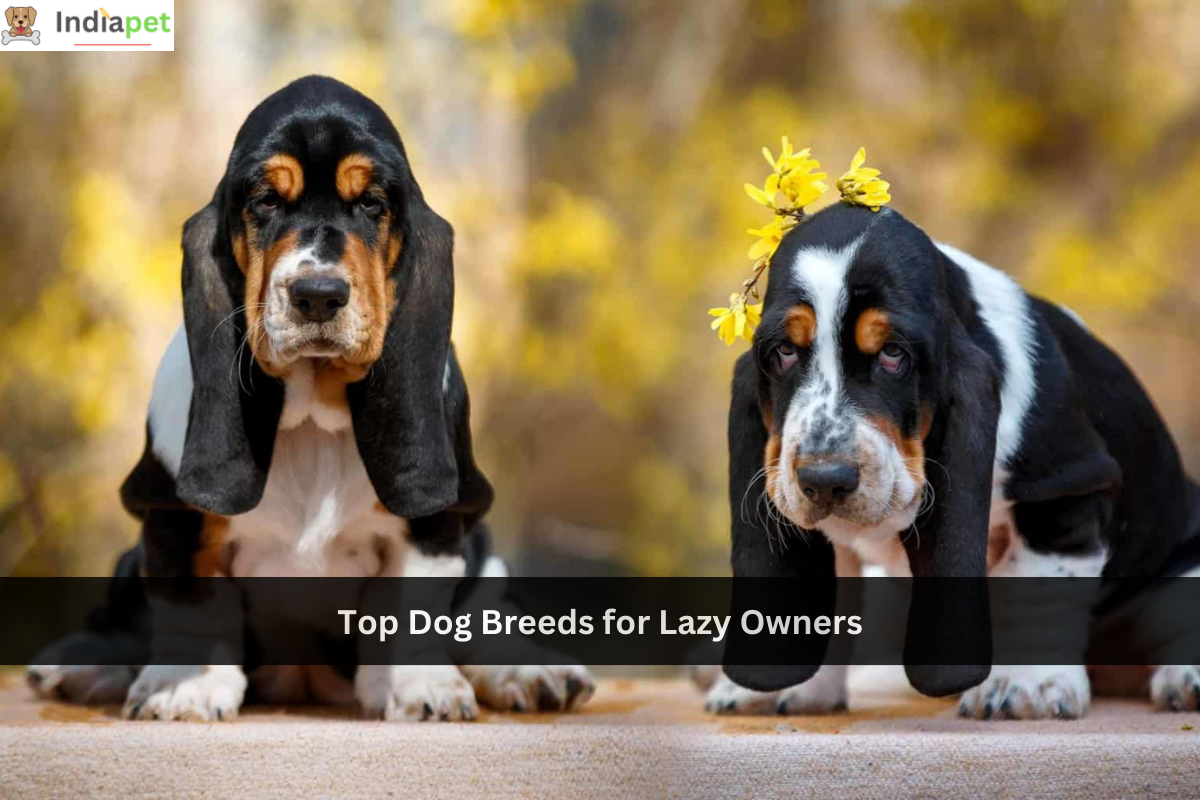 Top Dog Breeds for Lazy Owners