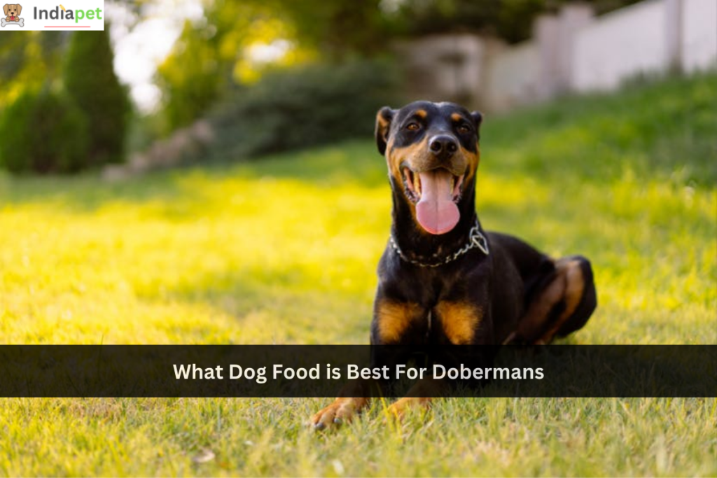 What Dog Food is Best For Dobermans