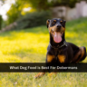 What Dog Food is Best For Dobermans