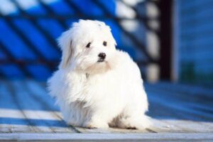 a beautiful white dog breeds