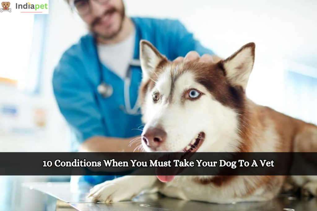 10 Conditions When You Must Take Your Dog To A Vet