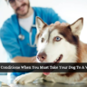 10 Conditions When You Must Take Your Dog To A Vet