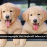 10 common dog myths That People Still Believe Are True