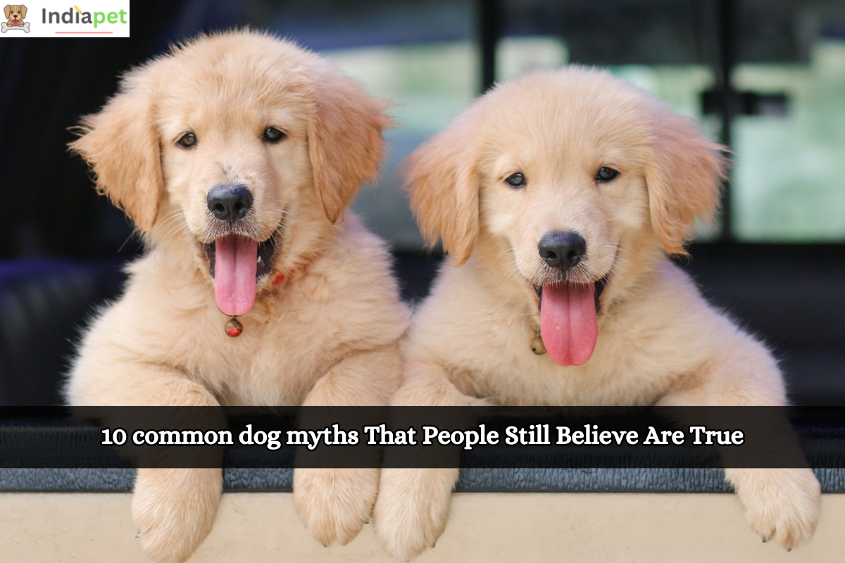 10 common dog myths That People Still Believe Are True