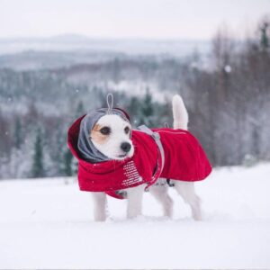 10 Best Winter Outfits For Your Dog