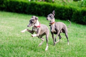 5 Reasons You Should Adopt Greyhound