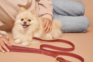  10 Must-Have Accessories For a Dog Owner