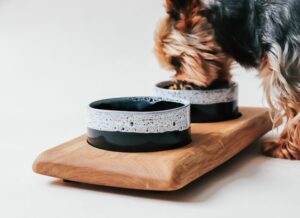  10 Must-Have Accessories For a Dog Owner