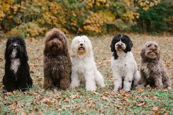 A Guide to 10 Beautiful All-White Dog Breeds"