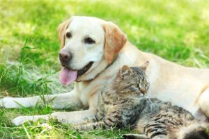 10 Dog Breeds That are Good With Cat